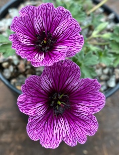 Geranium cinereum 'Laurence Flatman'